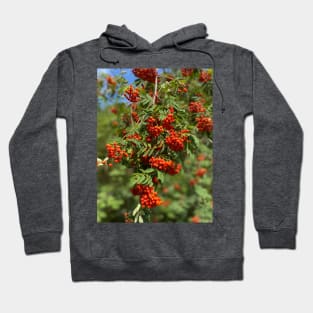 Mountain ash, nature, tree Hoodie